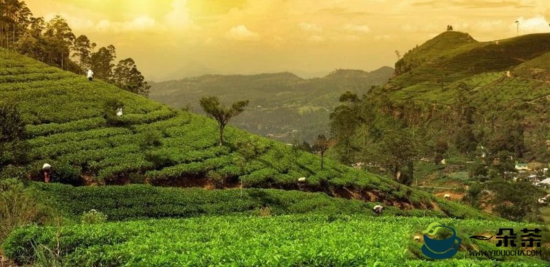 受供应限制影响，印度散装茶叶价格上涨