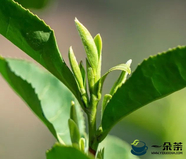 陈星 ：发力便捷茶饮 推动中国茶高质量发展
