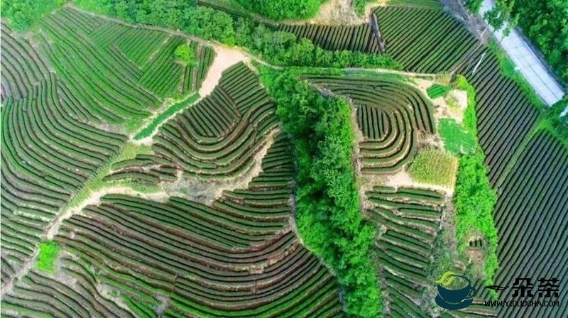 湖北竹山入选“2022年度茶业科技助农示范县域”名单