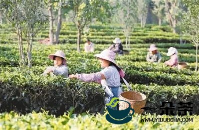“陈年茶市场发展”“茶和天下 共享非遗”“三茶统筹发展高峰论坛”