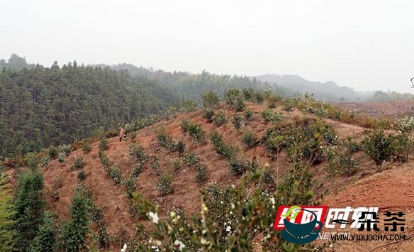 衡山：千亩油茶花开 群众增收盼头足