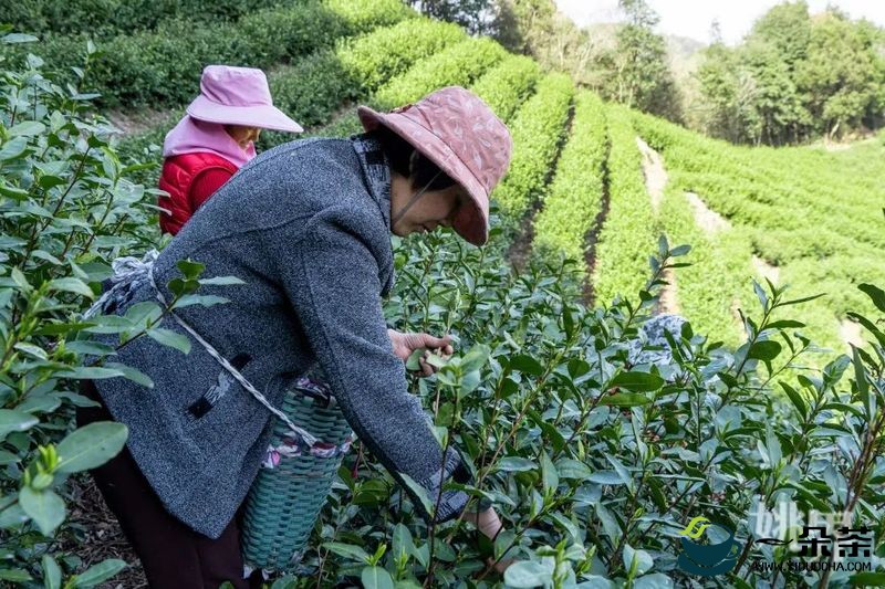 挖掘茶文化 打造茶旅经济 余姚市做好茶文化文章推动茶产业发展