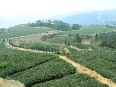 安溪铁观音茶园利用生物技术防治茶叶病虫害(铁观音茶树生长环境)