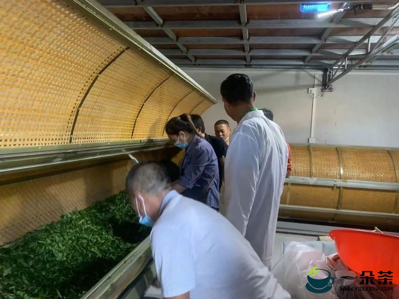 饶平县人社局组织开展2022年度茶叶加工工技能培训，推动饶平茶产业高质量发展