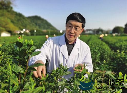 鲁成银：申遗成功有利于我国茶产业可持续发展