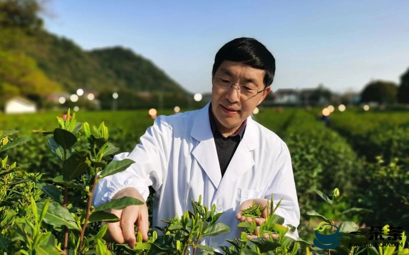 中国农科院茶叶研究所鲁成银：申遗成功有利于茶产业可持续发展