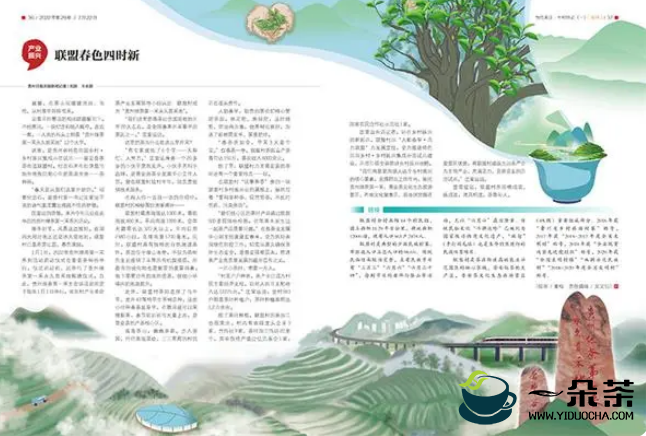 “贵州绿茶”第一采系列报道之——联盟春色四时新
