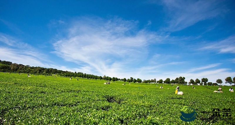 肯尼亚预估明年茶叶出口收入将会下降