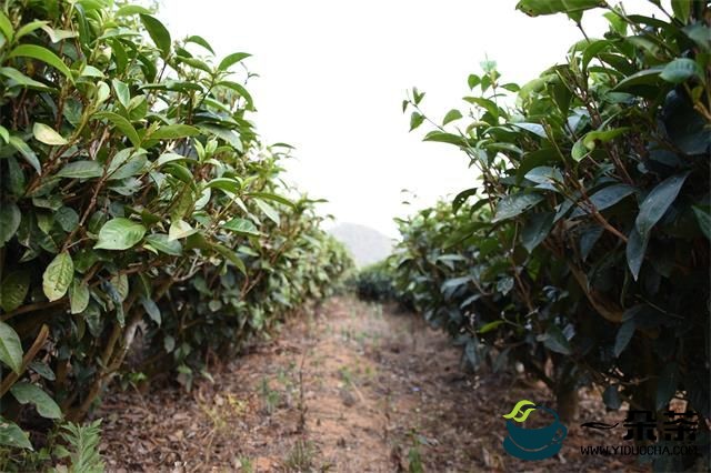 力争到2030年实现翻番 川茶综合产值剑指两千亿