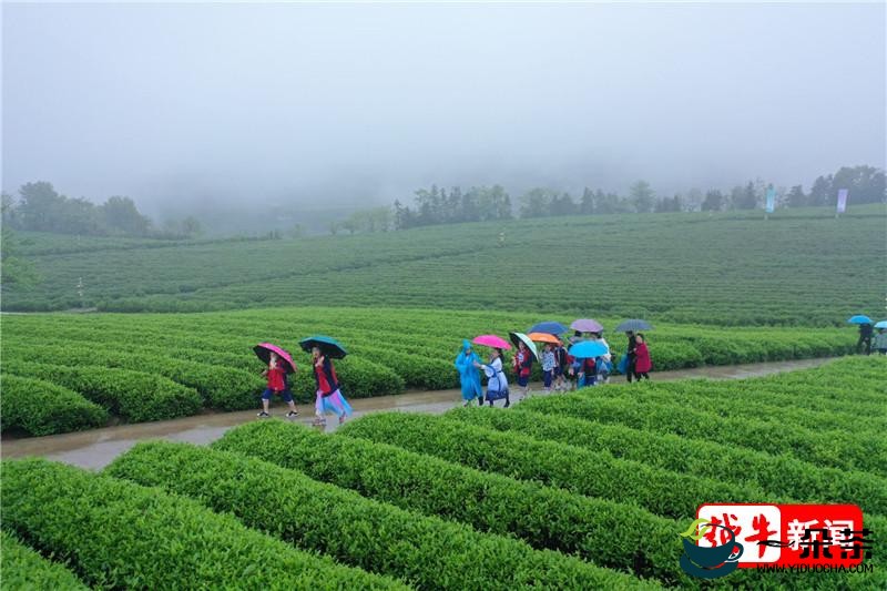 2022年度新昌县茶产业荣誉大盘点