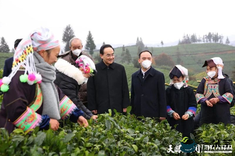 贵州省委书记徐麟在黔西南自治州调研强调，继续把茶产业做大做强