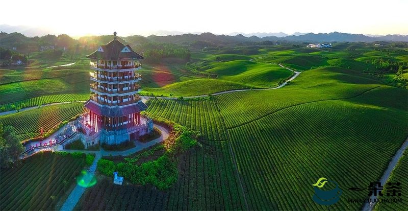 湄潭县连续三年位居中国茶业百强县榜首