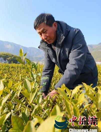 安徽岳西：一年四季都有“茶经济”