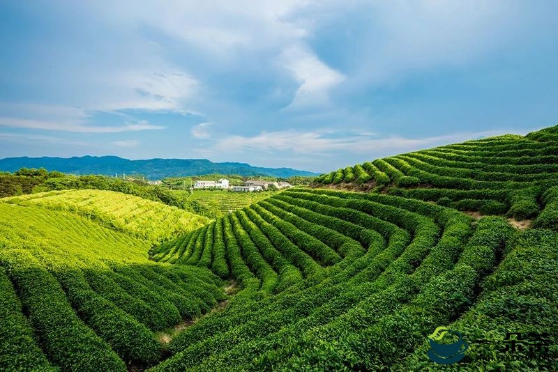 2023中国农业农村发展趋势报告发布：茶叶是我国主要出口农产品之一