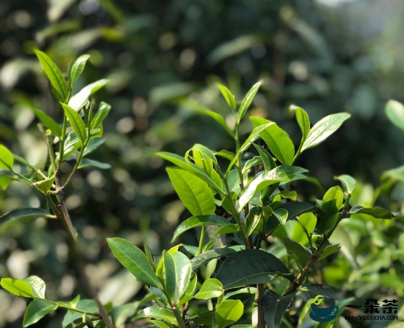 明确重点工作 汉中市全力推进茶产业高质量发展