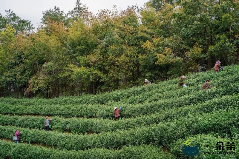 世界非物质文化遗产 中国传统制茶技艺 绿茶篇——安吉白茶
