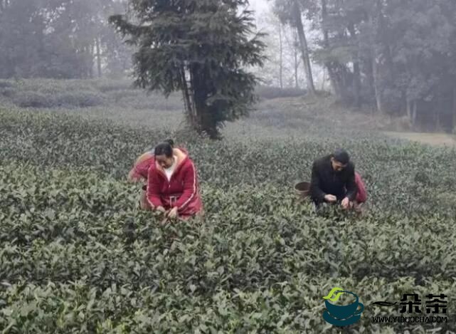 新茶飘香：2023年雅安市前进镇第一批春茶开采了！