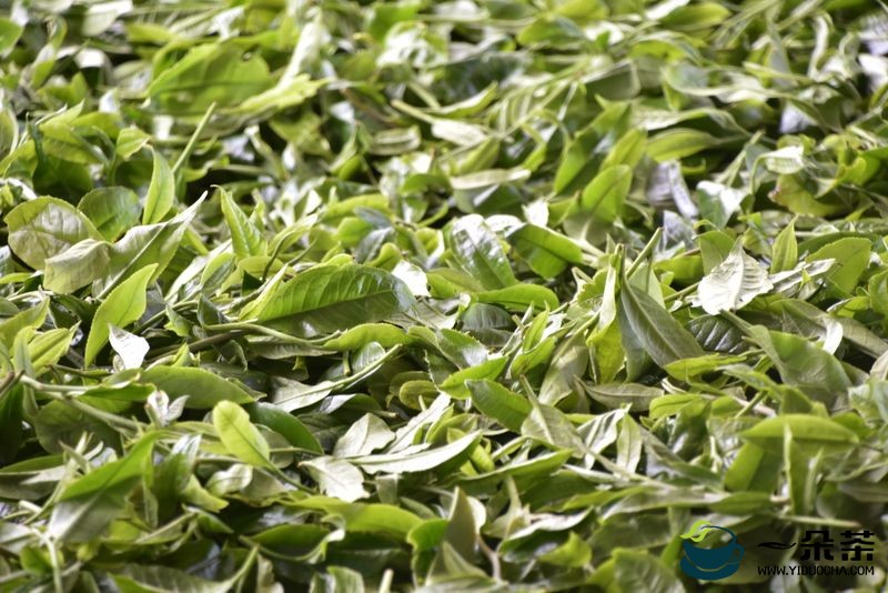 2023年曼松贡茶参考价格，曼松古树茶费用为何这么贵