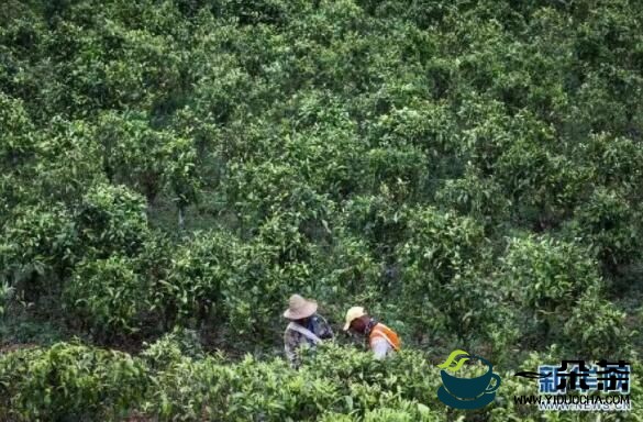 云南省茶叶产业高质量发展三年行动工作方案（2023—2025年）