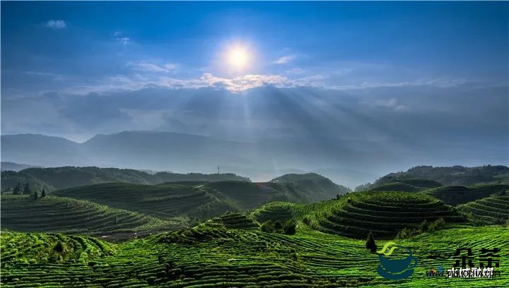 一杯早茶里的“四个春天”第十一届贵州茶业经济年会上的推介词