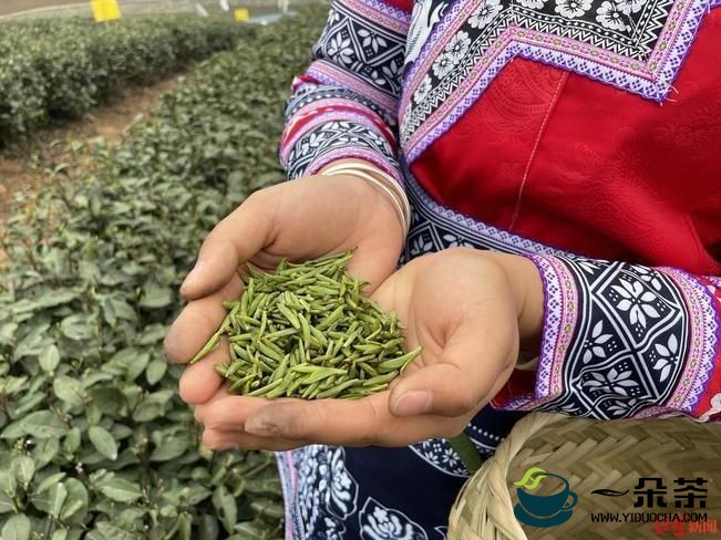 四川宜宾130万亩茶园开园采摘，均价涨幅10%
