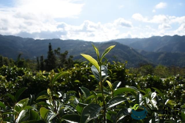 2023年春茶价格，2023年茶叶会涨价吗?