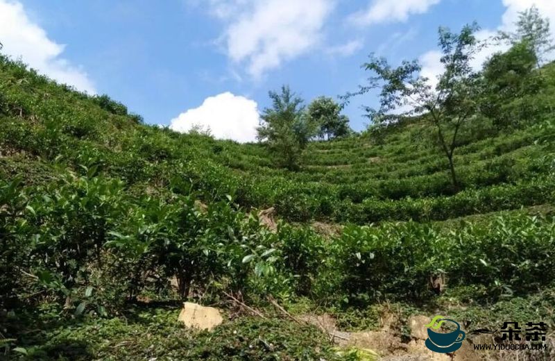 广西梧州大力推进六堡茶产业发展