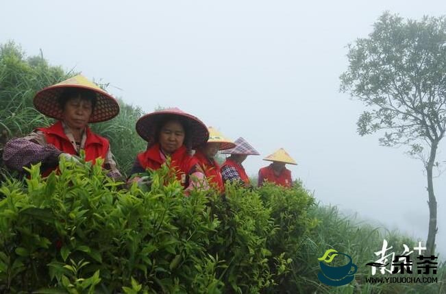吴美卿：强化规划引领，推进饶北山区茶产业健康发展