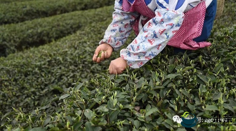 2023年春茶全面开采，开采期较去年提前