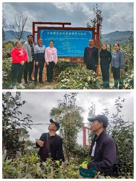 云南省农科院茶叶研究所专家到普洱市及文山州开展古茶树保护与利用现状调研