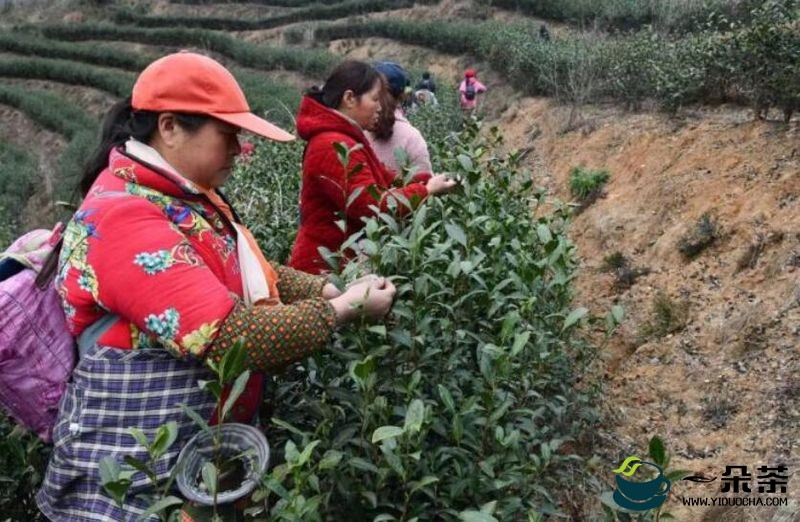 青川县第一批春茶开采 亩产值达1.2万元