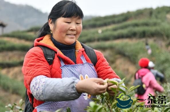 亩产值1.2万元 广元青川第一批春茶开采