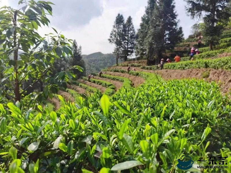 一“叶”致富！武平这个乡镇茶产业年产值累计超1.8亿元
