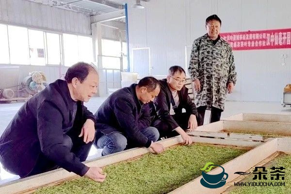 城固县2023年第一锅春茶生产上市