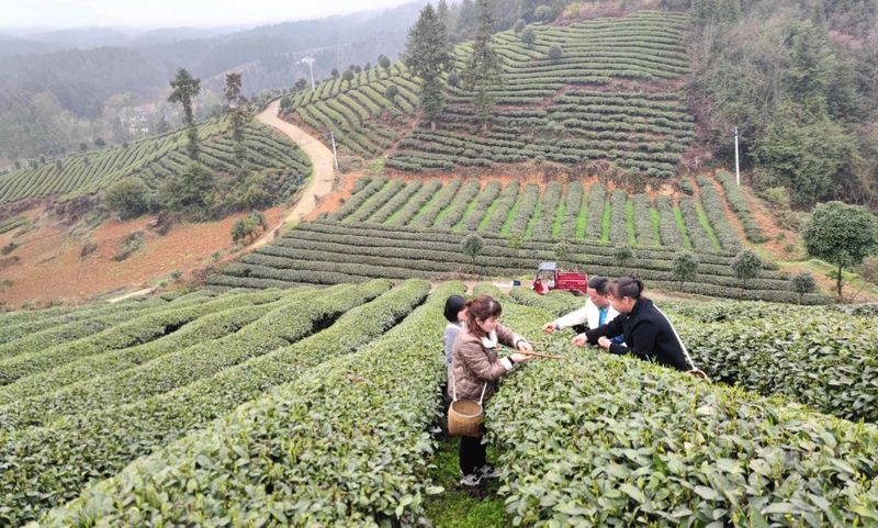 助力茶叶提质增产！湄潭茶叶专家组开展茶园测产验收