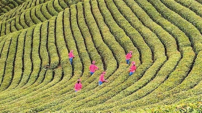 《中国改革报》宣传报道汉中茶产业——“五色汉茶”共舞 业兴景美民富