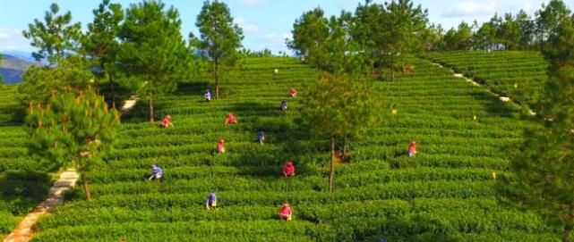 四川达州首届“巴山青”茶文化节即将在万源举行