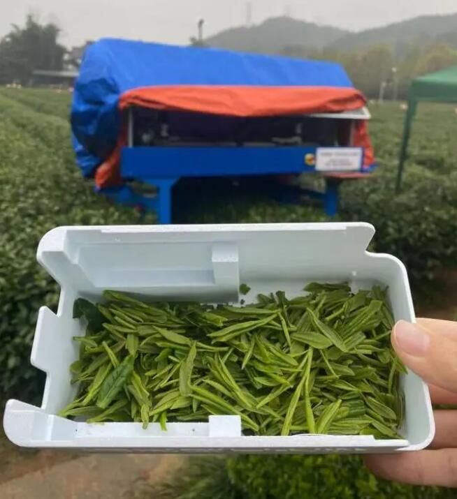 1秒采1芽，西湖龙井产区采茶机器人今起“试营业”