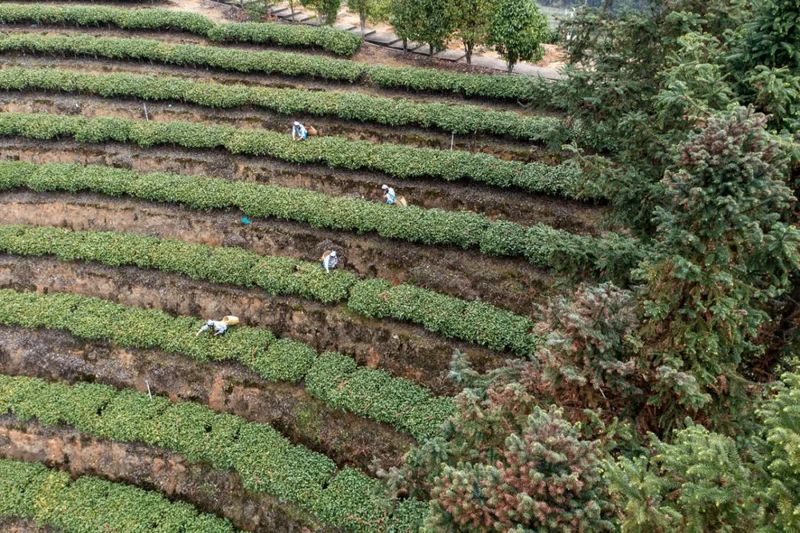 红山镇2.5万亩茶山“抢鲜”开采 茶产业发展未来可期