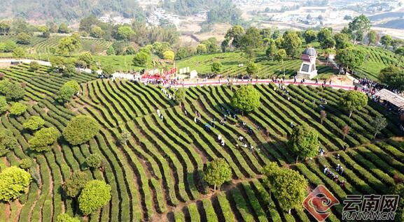 来宁洱茶山，赴一场春日之约——2023年国际·宁洱普洱茶（贡茶）开采节