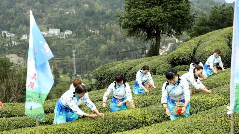 宜昌邓村创“茶文化茶产业茶科技”统筹发展示范乡