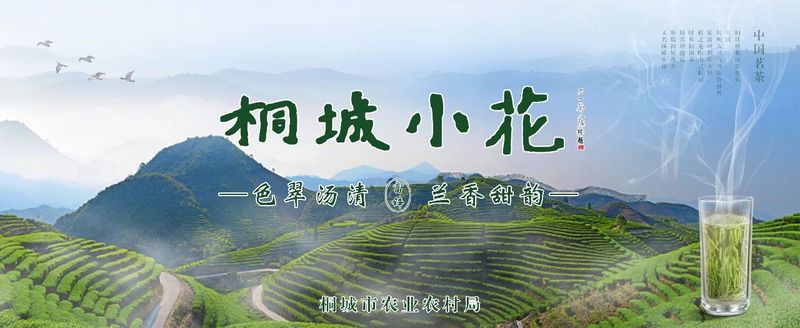 2023第二届杨头村桐城小花茶采摘开园仪式举行