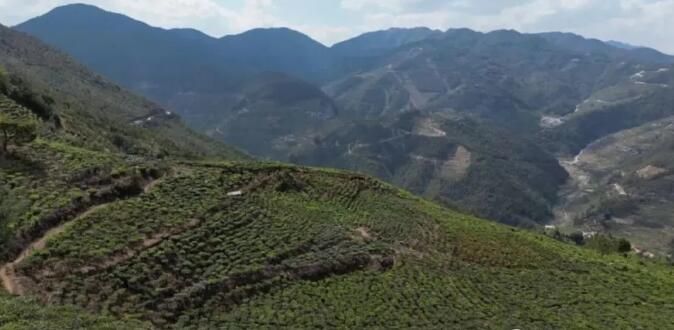 南涧县：推进茶产业绿色发展 助力乡村振兴