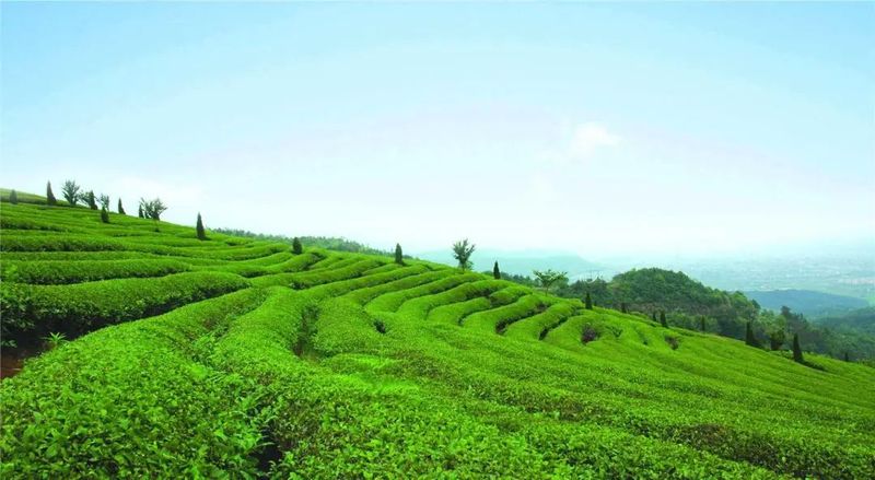 以打造“中国红茶第一县”为目标推进茶产业高质量发展