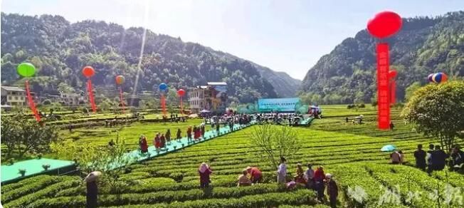 2023首届湖北恩施·咸丰富硒白茶节在黄金洞乡举行