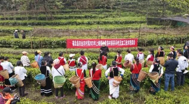 福贡县举办2023年上帕镇达普洛村春茶采收及加工培训会