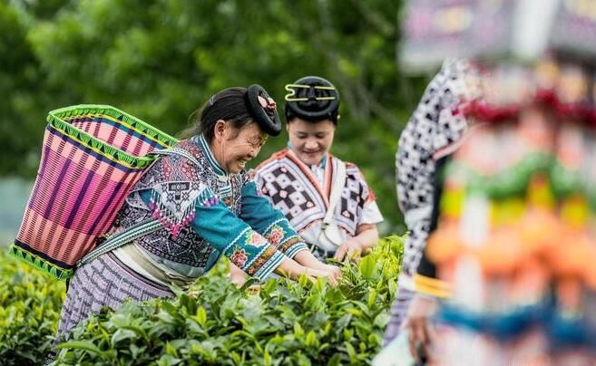 喜茶推出甄选茶园标准 7000亩茶园助力茶产业高质量发展