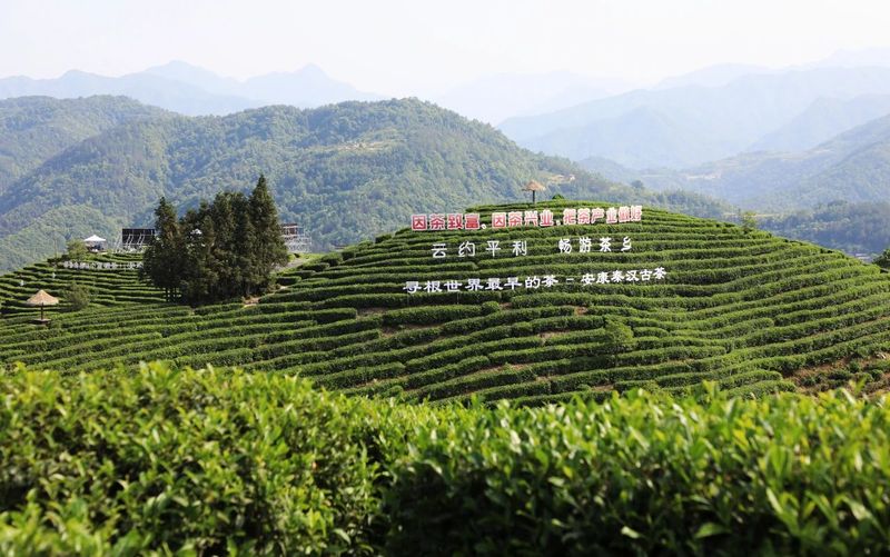 2023年“国际茶日”中国主场活动各项筹备工作有序推进！