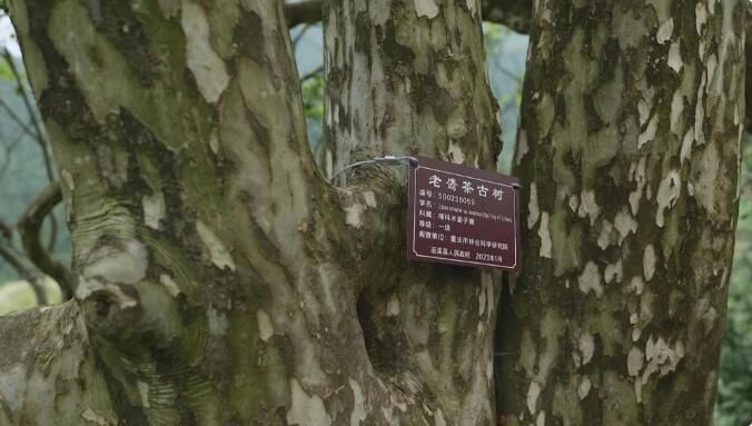 百年老鹰茶树 拥有专属“身份证”