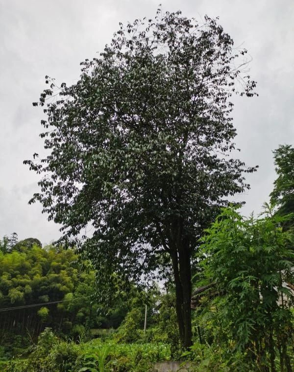 12米！仁怀发现贵州最高野生古茶树